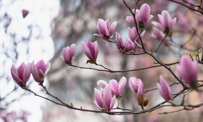 Pink magnolia flower on the spring time