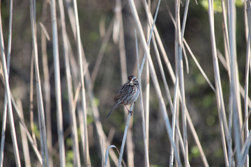 Song Sparrow Perched on Swamp Grass