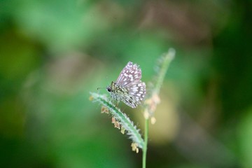 Pyrgus communis posando en una espiga de pasto
