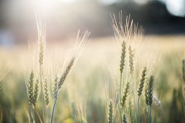 field of wheat farm