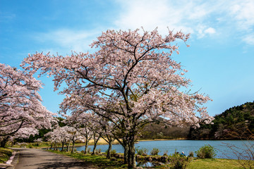 志高湖の桜