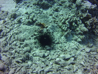 Coral Reef