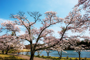 志高湖の桜