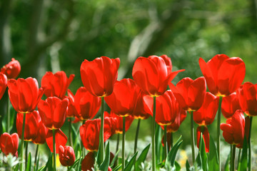 Obraz premium red tulips in the garden