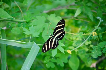 Mariposa posando en la hierba