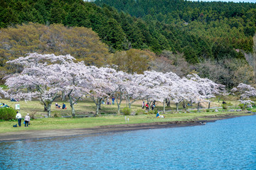 Fototapeta na wymiar 志高湖の桜