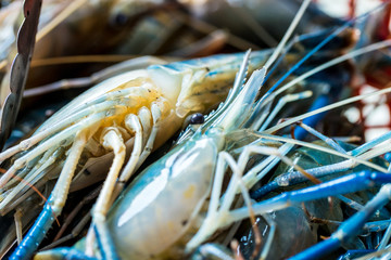 Fresh shrimp ready for cooking to the gourmet food in resturant, seafood in Thailand 