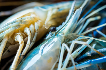 Fresh shrimp ready for cooking to the gourmet food in resturant, seafood in Thailand 