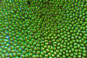 Surface jackfruit texture, fruit background, closeup macro pattern and texture on jackfruit shell