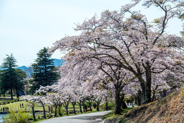 Fototapeta premium 志高湖の桜