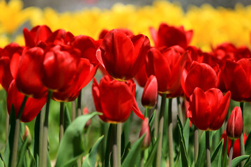 Fototapeta premium red tulips in the garden