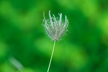 Grass flower green nature background in the sun shine day in the garden