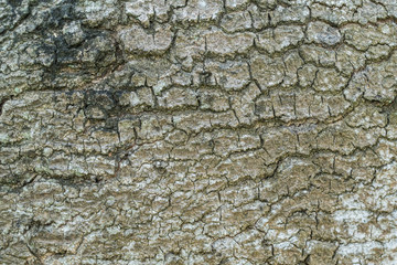 Grunge wood on tree surface texture and nature wood background material. 