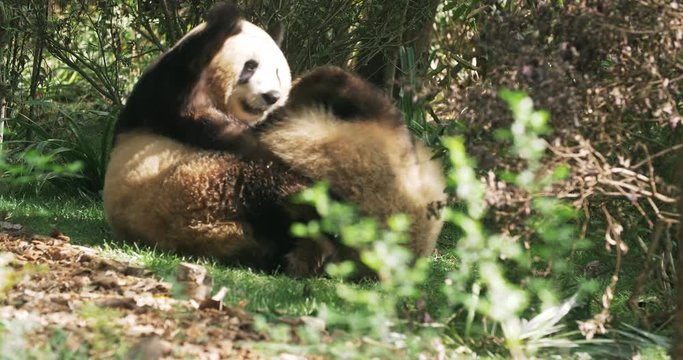 Lovely Giant panda bear couple dating having fun in the woods Two adult Panda bear playing together in the wild bush. panda bear meeting mate at spring day time in Chengdu China