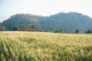 field of wheat farm