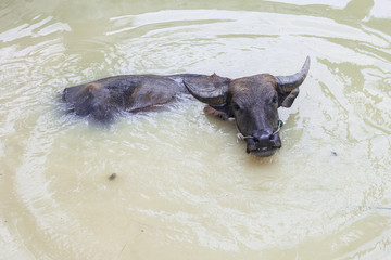 Big Bafflo are happy play water in the pool in the sunshine day and Hot day in summer Thailand. Animal cow in the water pool