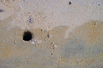 Closeup top view of crab hole on the sand beach