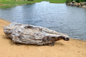 Piece of wooden log on the sand ground at the lakeside
