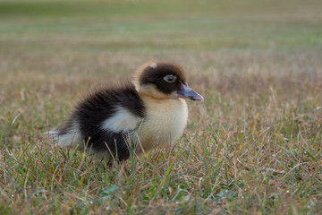 Cute baby Muscovy duckling in a grassy field