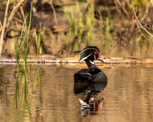 A beautiful wood duck out for a swim. 