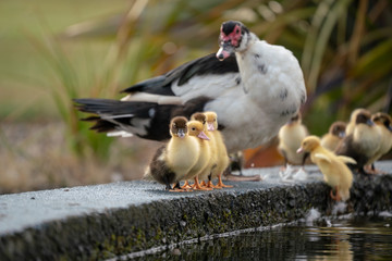 Muscovy ducklings lined up on the edge of a pond with mother duck watching cautiously