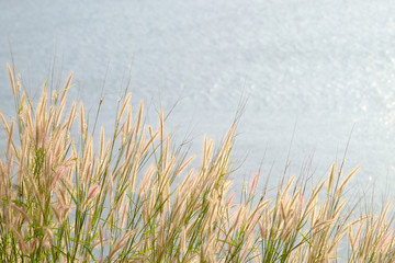 Gold wild grass growing on high ground with background of sea water on sunny day