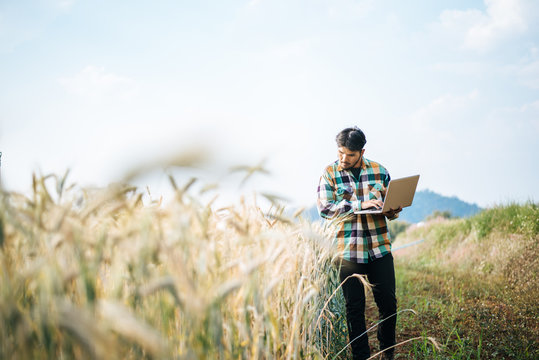 Smart farmer checking barley farm with laptop computer