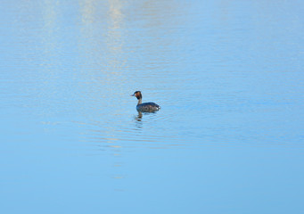 Crested grebe in water