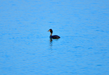 Crested grebe in water