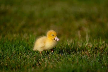 Cute baby duckling in a grassy field