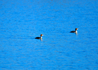 Crested grebe in water