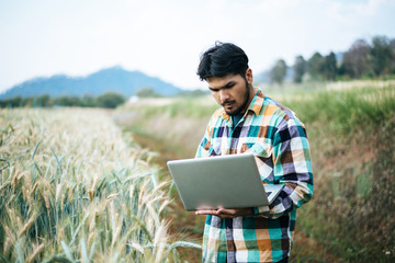 Naklejka na ściany i meble Smart farmer checking barley farm with laptop computer