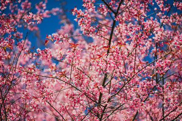Soft wild Himalayan Cherry flower (Prunus cerasoides),Giant tiger flower against blue sky  in PangKhon Sakura Mountain, Chiang Rai, Thailand