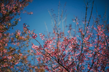 Soft wild Himalayan Cherry flower (Prunus cerasoides),Giant tiger flower against blue sky  in PangKhon Sakura Mountain, Chiang Rai, Thailand