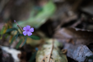 little purple flower in the forest