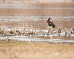 White Faced Ibis