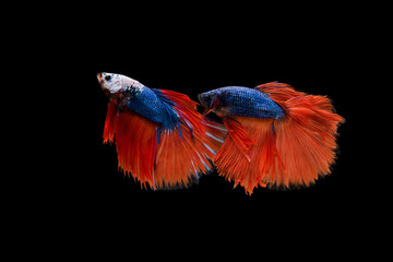 Beautiful colorful of siamese betta fish