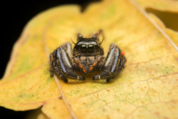 Jumping spider predator nature habitat