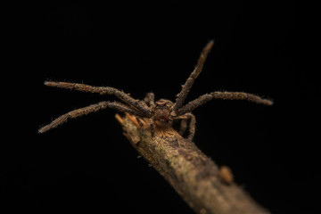 Jumping spider predator nature habitat