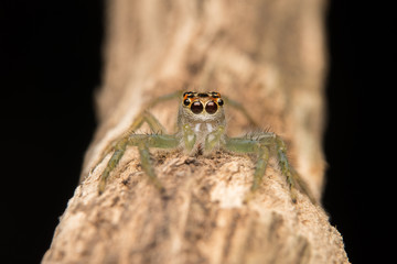 Jumping spider predator nature habitat