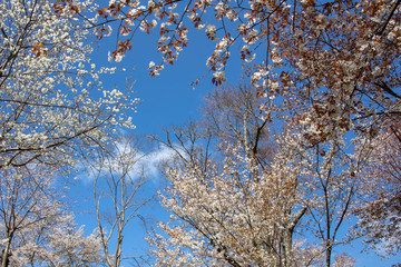 吉野山の桜