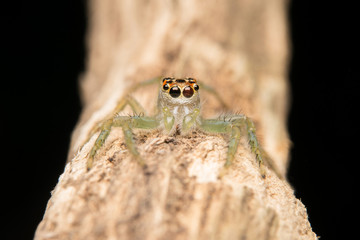 Jumping spider predator nature habitat