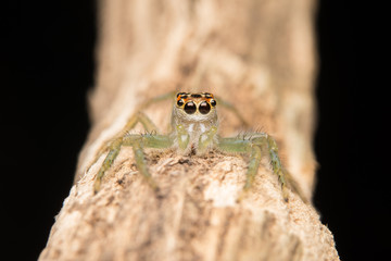 Jumping spider predator nature habitat