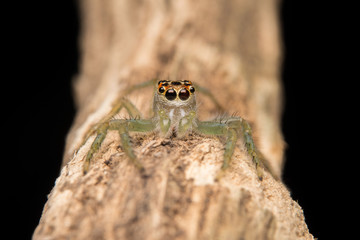 Jumping spider predator nature habitat