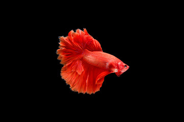 Beautiful colorful of siamese betta fish