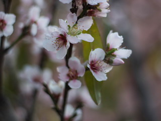 flor de durazno
