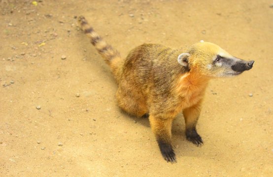 coati