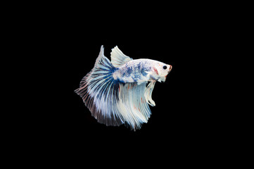 Beautiful colorful of siamese betta fish