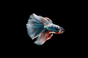 Beautiful colorful of siamese betta fish