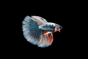 Beautiful colorful of siamese betta fish